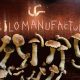 Psilocybe Cubensis 3.2g Golden Teacher shrooms magic mushrooms
