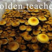 7g Magic Mushrooms Golden Teacher